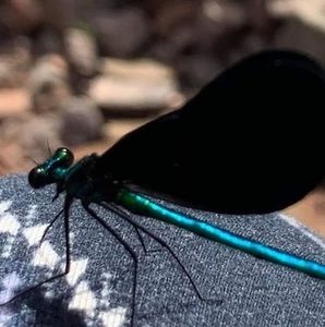 Meet your Posher, Denise